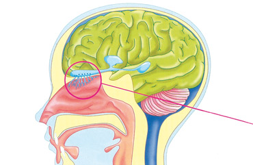 Illustrazioni scienze geografia