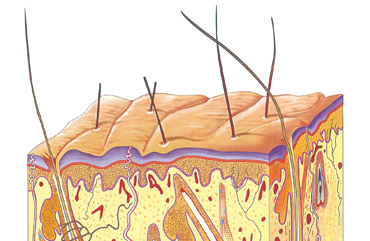 Illustrazioni scienze geografia