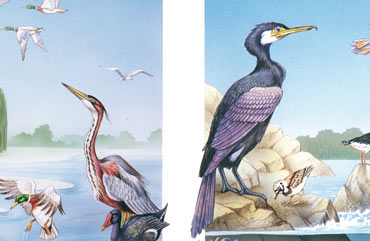 Illustrazioni di scienze e geografia